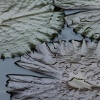 Lily Pads