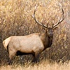 Elk in Tetons