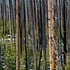 After the Fire
