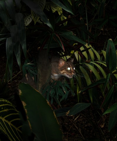 Still from "All the Forest Full of Prey"