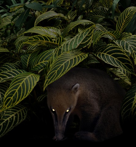 Still from "All the Forest Full of Prey"