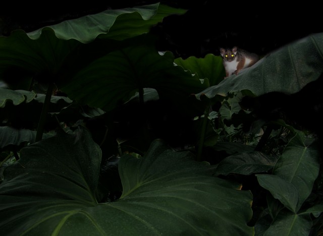 Still from "All the Forest Full of Prey"