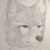The Hokkaido Wolf
Canis lupus hattai
Extinct 1889

