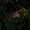 All the Forest Full of Prey