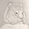 The Bali Tiger
Panthera tigris balica
Extinct 1937

