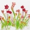 Deep Ecology