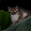 Still from "All the Forest Full of Prey"