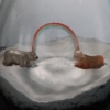 Connection (a woman and a juvenile polar bear thinking a rainbow)