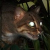Still from "All the Forest Full of Prey"
