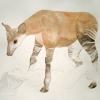 Wild Animals I Have Known 
(for Ernest Thompson Seton)