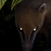 Still from "All the Forest Full of Prey"