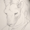 The Pyrenean Ibex
Capra pyrenaica pyrenaica
Extinct 2000

