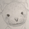 The Japanese Sea Lion
Zalophus japonicus
Extinct 1950's

