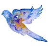 'The Parakeet Nebula'