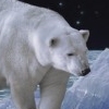 The Last Iceberg - Detail 1