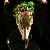 Relic from Wunderkammer                