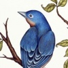 Shark Girl and Blue Bird in Tree
