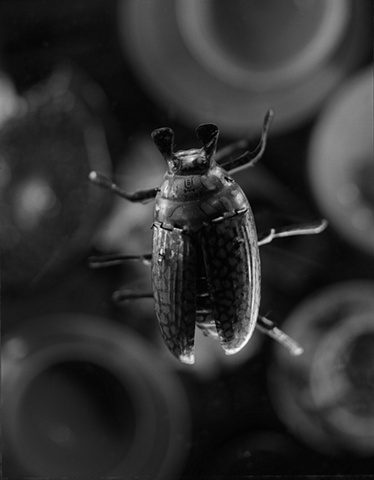 Beetle