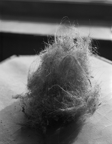 Dust Bunny