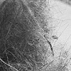 Dust Bunny