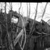 Regrowth, Lawrence, Massachusetts