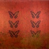 Odara
