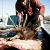 Elk Kill