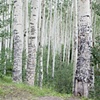 Aspen Graffiti 