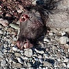 Dead Mule