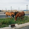 Smaller Pastures