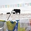 Buddhist Cows