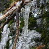 Picture of Ice and Moss