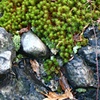 Moss on Pudding Stone