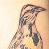 BIRD TATTOOS
