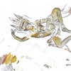 Drawings for Tattoos