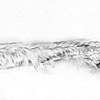 Leg