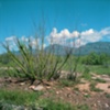 New Mexico