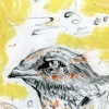 Sly Eye