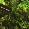 The Green House