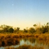Gold Marsh