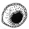 unknown (zero shaped cell) stage 4