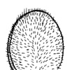 unknown prickly pod