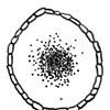 unknown (zero shaped cell) stage 3