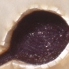Seer's Teeth