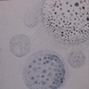 No 8