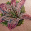 Tiger Lily