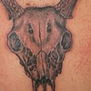 Deer Skull