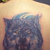 Wolf