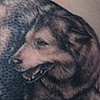 Dog portrait Cover / Fix Up