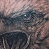 eagle Portrait
